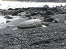 Punalu'u Black Sand Beach